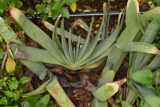 Aloe plicatilis RCP08-06 121.jpg